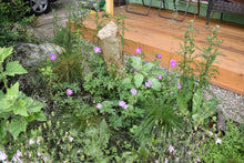 Cargar imagen en el visor de la galería, Cheerful flowers of western geranium (Geranium oreganum) adorn a habitat garden. One of 100+ species of Pacific Northwest native plants available at Sparrowhawk Native Plants, Native Plant Nursery in Portland, Oregon.
