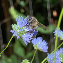 Load image into Gallery viewer, Close-up of Blue Globe Gilia flower with honey bee with purple pollen sacs.  Gilia capitata. Seed offering from Sparrowhawk Native Plants in Portland, Oregon.