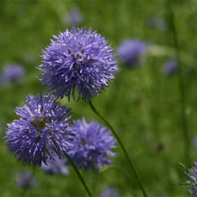 Load image into Gallery viewer, Gilia capitata (Blue Globe Gilia)