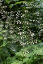 Load image into Gallery viewer, Close up of flower stalk of small-flowered alumroot (Heuchera micrantha). One of approximately 200 species of Pacific Northwest native plants available at Sparrowhawk Native Plants, native plant nursery in Portland, Oregon.
