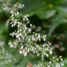 Load image into Gallery viewer, Close up of flower stalk of small-flowered alumroot (Heuchera micrantha). One of approximately 200 species of Pacific Northwest native plants available at Sparrowhawk Native Plants, native plant nursery in Portland, Oregon.
