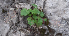 Load image into Gallery viewer, Small-flowered Alumroot grows on a rock ledge (Heuchera micrantha). One of approximately 200 species of Pacific Northwest native plants available at Sparrowhawk Native Plants, native plant nursery in Portland, Oregon.