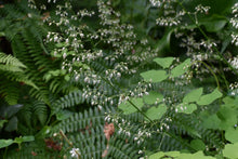 Load image into Gallery viewer, A sea of Small-flowered alumroot (Heuchera micrantha) flowers among Duck's Foot and Sword Ferns. One of approximately 200 species of Pacific Northwest native plants available at Sparrowhawk Native Plants, native plant nursery in Portland, Oregon.