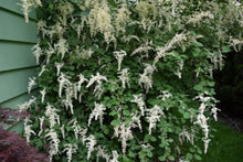 Cargar imagen en el visor de la galería, Mature oceanspray shrub (Holodiscus discolor) in full bloom. One of 100+ species of Pacific Northwest native plants available at Sparrowhawk Native Plants, Native Plant Nursery in Portland, Oregon.