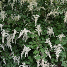 Cargar imagen en el visor de la galería, Closeup of oceanspray flowers (Holodiscus discolor) - native Oregon shrub. One of approximately 200 species of Pacific Northwest native plants available at Sparrowhawk Native Plants, Native Plant Nursery in Portland, Oregon.