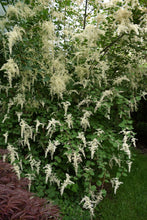 Cargar imagen en el visor de la galería, Mature oceanspray shrub (Holodiscus discolor) in full bloom. One of 100+ species of Pacific Northwest native plants available at Sparrowhawk Native Plants, Native Plant Nursery in Portland, Oregon.