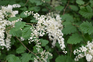 Closeup of oceanspray flowers (Holodiscus discolor) - native Oregon shrub. One of 100+ species of Pacific Northwest native plants available at Sparrowhawk Native Plants, Native Plant Nursery in Portland, Oregon.