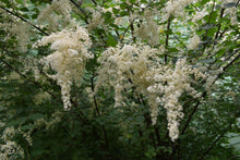 Cargar imagen en el visor de la galería, Closeup of oceanspray flowers (Holodiscus discolor) - native Oregon shrub. One of 100+ species of Pacific Northwest native plants available at Sparrowhawk Native Plants, Native Plant Nursery in Portland, Oregon.