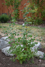 Load image into Gallery viewer, Young oceanspray shrub (Holodiscus discolor). One of 100+ species of Pacific Northwest native plants available at Sparrowhawk Native Plants, Native Plant Nursery in Portland, Oregon.