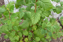 Cargar imagen en el visor de la galería, Closeup of oceanspray leaves (Holodiscus discolor) - native Oregon shrub. One of 100+ species of Pacific Northwest native plants available at Sparrowhawk Native Plants, Native Plant Nursery in Portland, Oregon.