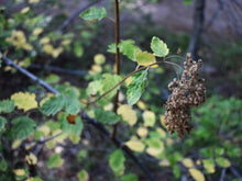 Cargar imagen en el visor de la galería, Seed head of oceanspray shrub (Holodiscus discolor) is highly attractive to backyard birds. One of 100+ species of Pacific Northwest native plants available at Sparrowhawk Native Plants, Native Plant Nursery in Portland, Oregon.
