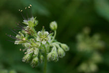 Cargar imagen en el visor de la galería, Close-up of pacific waterleaf flower (Hydrophyllum tenuipes). One of approximately 200 species of Pacific Northwest native plants available at Sparrowhawk Native Plants, native plant nursery in Portland, Oregon.