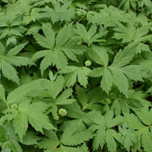 Cargar imagen en el visor de la galería, Population of pacific waterleaf (Hydrophyllum tenuipes). One of approximately 200 species of Pacific Northwest native plants available at Sparrowhawk Native Plants, native plant nursery in Portland, Oregon.