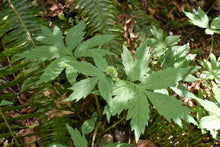 Cargar imagen en el visor de la galería, Pacific waterleaf plant with fuzzy bud (Hydrophyllum tenuipes). One of approximately 200 species of Pacific Northwest native plants available at Sparrowhawk Native Plants, native plant nursery in Portland, Oregon.