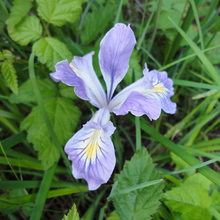 Load image into Gallery viewer, Oregon iris in bloom (Iris tenax). One of approximately 200 species of Pacific Northwest native plants available at Sparrowhawk Native Plants, Native Plant Nursery in Portland, Oregon.