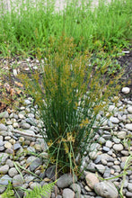 Load image into Gallery viewer, Growth habit of pacific rush (Juncus effusus), also known as common rush, pasture rush, or soft rush. One of approximately 200 species of Pacific Northwest native plants available at Sparrowhawk Native Plants, Native Plant Nursery in Portland, Oregon.