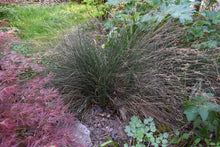 Load image into Gallery viewer, Spreading blue rush (Juncus patens) in the habitat garden. One of approximately 200 species of Pacific Northwest native plants available at Sparrowhawk Native Plants, native plant nursery in Portland, Oregon.