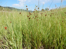 Cargar imagen en el visor de la galería, Field full of slender rush or path rush (Juncus tenuis). One of approximately 200 species of Pacific Northwest native plants available at Sparrowhawk Native Plants, Native Plant Nursery in Portland, Oregon.