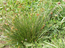 Cargar imagen en el visor de la galería, Mature growth habit of slender rush or path rush (Juncus tenuis). One of approximately 200 species of Pacific Northwest native plants available at Sparrowhawk Native Plants, Native Plant Nursery in Portland, Oregon.
