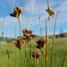 Cargar imagen en el visor de la galería, Inflorescence of slender rush or path rush (Juncus tenuis). One of approximately 200 species of Pacific Northwest native plants available at Sparrowhawk Native Plants, Native Plant Nursery in Portland, Oregon.