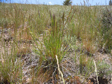 Cargar imagen en el visor de la galería, Growth habit of prairie junegrass (Koeleria macrantha). One of 150+ species of Pacific Northwest native plants available at Sparrowhawk Native Plants, Native Plant Nursery in Portland, Oregon.