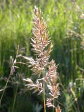 Cargar imagen en el visor de la galería, Close-up of the silvery inflorescence of prairie junegrass (Koeleria macrantha). One of 150+ species of Pacific Northwest native plants available at Sparrowhawk Native Plants, Native Plant Nursery in Portland, Oregon.