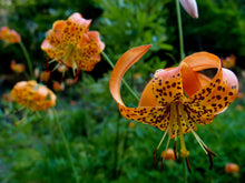 Cargar imagen en el visor de la galería, Close-up of the showy orange flower of Tiger Lily (Lilium columbianum). One of approximately 200 species of Pacific Northwest native plants available at Sparrowhawk Native Plants, Native Plant Nursery in Portland, Oregon.