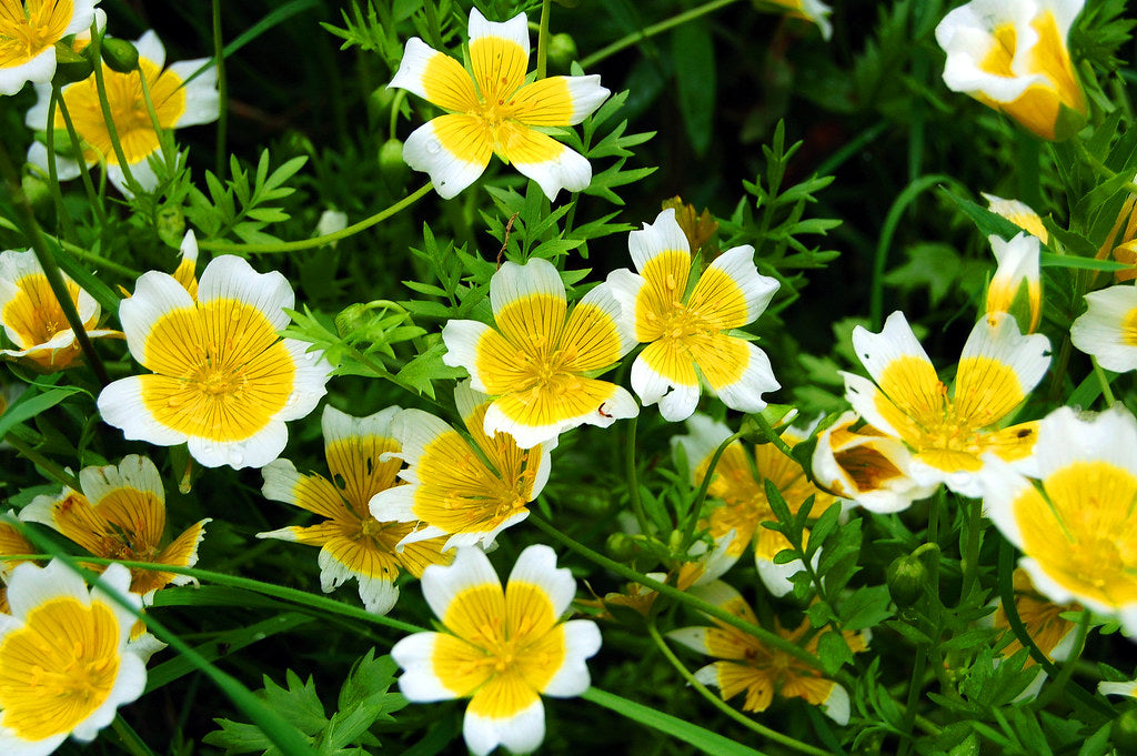 meadowfoam flower seeds Douglas Meadowfoam – Sparrowhawk Native Plants
