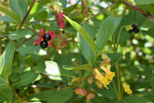 Cargar imagen en el visor de la galería, Black Twinberry (Lonicera involucra) leaves, yellow flowers, and black berries. One of 100+ species of Pacific Northwest native plants available at Sparrowhawk Native Plants, Native Plant Nursery in Portland, Oregon.