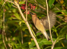 Cargar imagen en el visor de la galería, A Cedar Waxwing eating the berries of the Lonicera involucrata, Black Twinberry shrub. Another stunning Northwest Native Plant available at Sparrowhawk Native Plants Nursery in Portland, Oregon