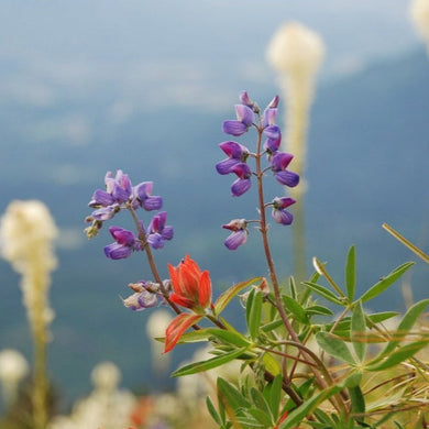 The showy purple flower of Broadleaf Lupine (Lupinus latifolius). One of 100+ species of Pacific Northwest native plants available at Sparrowhawk Native Plants, Native Plant Nursery in Portland, Oregon.