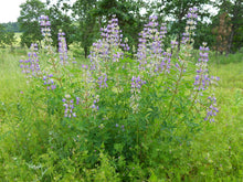Cargar imagen en el visor de la galería, Growth habit and showy purple flowers of Broadleaf Lupine (Lupinus latifolius). One of 100+ species of Pacific Northwest native plants available at Sparrowhawk Native Plants, Native Plant Nursery in Portland, Oregon.