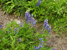 Cargar imagen en el visor de la galería, Growth habit and showy purple flowers of Broadleaf Lupine (Lupinus latifolius). One of 100+ species of Pacific Northwest native plants available at Sparrowhawk Native Plants, Native Plant Nursery in Portland, Oregon.