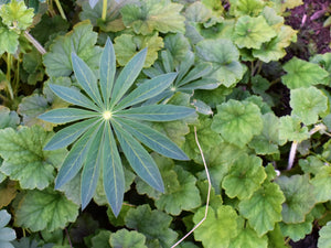 Large-leaved Lupine leaf (Lupinus polyphyllus) stands gorgeous above a sea of Fringecup leaves. Another stunning Pacific Northwest native plant available at Sparrowhawk Native Plants Nursery in Portland, Oregon.