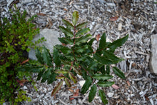 Load image into Gallery viewer, Aerial shot of a young, newly planted tall Oregon grape (Berberis aquifolium or Mahonia aquifolium). One of approximately 200 species of Pacific Northwest native plants available at Sparrowhawk Native Plants nursery in Portland, Oregon