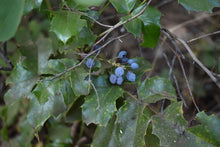 Load image into Gallery viewer, Close-up of powdery blue fruits of tall Oregon grape (Berberis aquifolium or Mahonia aquifolium). One of approximately 200 species of Pacific Northwest native plants available at Sparrowhawk Native Plants nursery in Portland, Oregon
