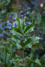 Load image into Gallery viewer, Close-up of the glossy green leaves of tall Oregon grape (Berberis aquifolium or Mahonia aquifolium). One of approximately 200 species of Pacific Northwest native plants available at Sparrowhawk Native Plants nursery in Portland, Oregon