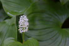 Load image into Gallery viewer, Close-up of white flower cluster and leaves of False-Lily-of-the-Valley (Maianthemum dilatatum). Another stunning Pacific Northwest native plant available at Sparrowhawk Native Plants Nursery in Portland, Oregon.