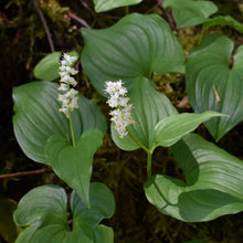 Load image into Gallery viewer, Close-up of white flower cluster and leaves of False-Lily-of-the-Valley (Maianthemum dilatatum). Another stunning Pacific Northwest native plant available at Sparrowhawk Native Plants Nursery in Portland, Oregon.