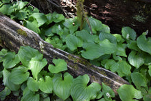 Load image into Gallery viewer, Population of False-Lily-of-the-Valley (Maianthemum dilatatum). Another stunning Pacific Northwest native plant available at Sparrowhawk Native Plants Nursery in Portland, Oregon.