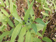 Cargar imagen en el visor de la galería, Starry false Solomon's seal with mature berries (Maianthemum stellatum). One of 100+ species of Pacific Northwest native plants available at Sparrowhawk Native Plants, Native Plant Nursery in Portland, Oregon.