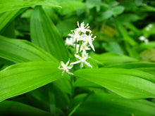 Cargar imagen en el visor de la galería, Close-up of the bright white flowers of starry false Solomon's seal (Maianthemum stellatum). One of 100+ species of Pacific Northwest native plants available at Sparrowhawk Native Plants, Native Plant Nursery in Portland, Oregon.
