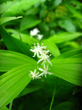 Cargar imagen en el visor de la galería, Close-up of the bright white flowers of starry false Solomon's seal (Maianthemum stellatum). One of 100+ species of Pacific Northwest native plants available at Sparrowhawk Native Plants, Native Plant Nursery in Portland, Oregon.