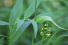 Cargar imagen en el visor de la galería, Close-up of the early fruits of starry false Solomon's seal (Maianthemum stellatum). One of 100+ species of Pacific Northwest native plants available at Sparrowhawk Native Plants, Native Plant Nursery in Portland, Oregon.