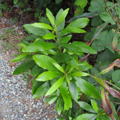 Small branch of Pacific Wax Myrtle (Myrica californica) covered in glossy evergreen leaves. One of 150+ species of Pacific Northwest native plants available at Sparrowhawk Native Plants, Native Plant Nursery in Portland, Oregon.
