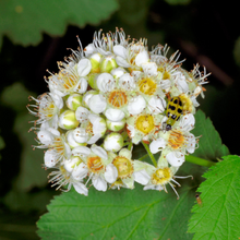 Cargar imagen en el visor de la galería, Close-up of pacific ninebark flower (Physocarpus capitatus) getting visited by a small bug. Another stunning Pacific Northwest native shrub available at Sparrowhawk Native Plants Nursery in Portland, Oregon.