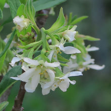Cargar imagen en el visor de la galería, Close-up of the early-blooming white flowers of osoberry, or indian plum (Oemleria cerasiformis). Another stunning Pacific Northwest native shrub available at Sparrowhawk Native Plants Nursery in Portland, Oregon