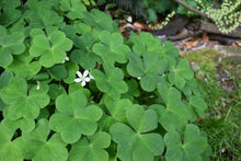 Load image into Gallery viewer, A mound of white-flowering Oregon oxalis, aka redwood sorrel (Oxalis oregana). One of 100+ species of Pacific Northwest native plants available at Sparrowhawk Native Plants, Native Plant Nursery in Portland, Oregon.