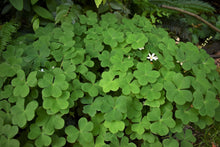 Load image into Gallery viewer, A mound of white-flowering Oregon oxalis, aka redwood sorrel (Oxalis oregana). One of 100+ species of Pacific Northwest native plants available at Sparrowhawk Native Plants, Native Plant Nursery in Portland, Oregon.