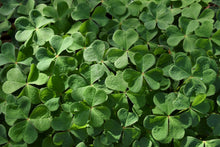 Load image into Gallery viewer, Oregon oxalis plant aka Redwood Sorrel (Oxalis oregana). One of 100+ species of Pacific Northwest native plants available at Sparrowhawk Native Plants, Native Plant Nursery in Portland, Oregon.